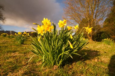 Paskalya nergisleri bahar çiçekleri nergis, zambak ve laleler gibi ampuller Hıristiyan dünyasında dirilişin bir sembolü haline gelmiştir. Bugün narsizm hayatın yenilenmesini simgeliyor ve Paskalyayı yeni bir umut festivali olarak kutluyor..