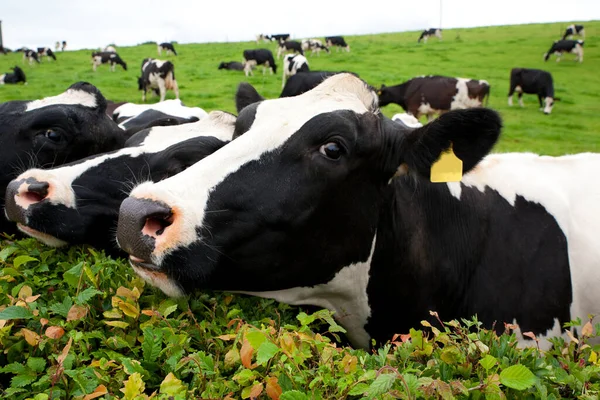 Spotted cows on a green field. Dairy cattle also called dairy cows  or Holstein cow are bred specifically to produce of milk. The fine details of the image preserved: on the ears and whiskers.