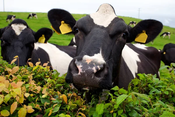 Spotted cows on a green field. Dairy cattle also called dairy cows  or Holstein cow are bred specifically to produce of milk. The fine details of the image preserved: on the ears and whiskers.