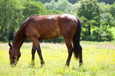 At, Equidae familyasından toynaklı otobur bir memeli. Tek bir türden oluşur ve çok sayıda türe 