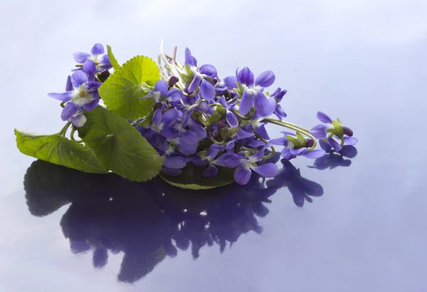 제비 꽃의 꽃다발 — 스톡 사진
