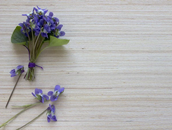Violeta Flores de primavera — Fotografia de Stock