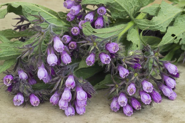 Żywokost (Symphytum officinale). Zioło lecznicze — Zdjęcie stockowe