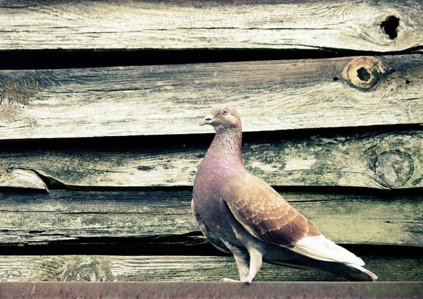 비둘기. 도시 새 — 스톡 사진