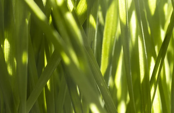 Voedzame homegrown tarwegras — Stockfoto