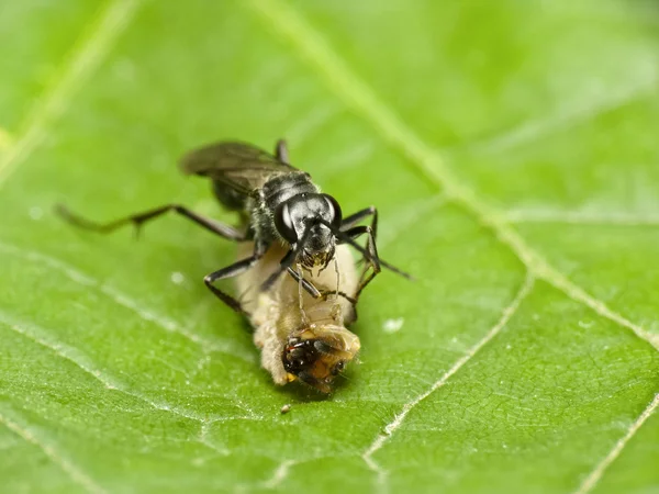 Wasp en haar vangst — Stockfoto