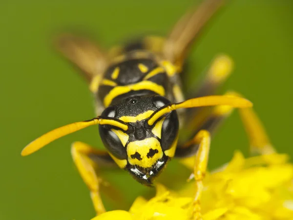 Wasp- closu para cima — Fotografia de Stock