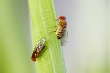 Twosome fruit flies clipart