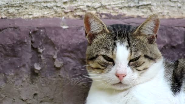 Dormir com gatos domésticos — Vídeo de Stock