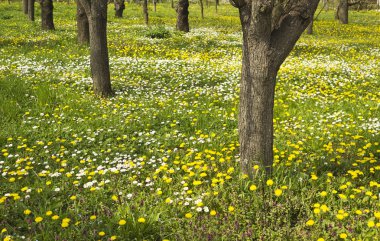 meyve bahçesinde bahar