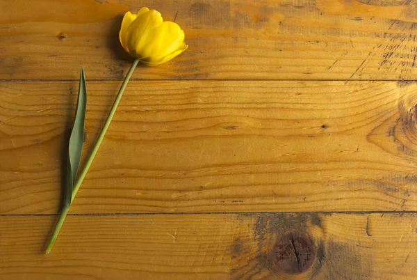 在木质表面上的 Tulip.Yellow 郁金香 — 图库照片