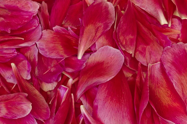 Flower petals background — Stock Photo, Image