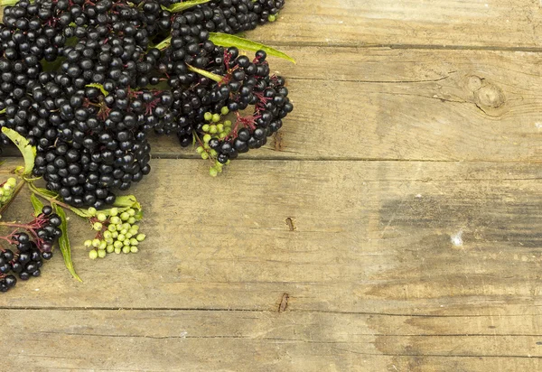 Fruta del saúco (Sambucus ebulus ) — Foto de Stock