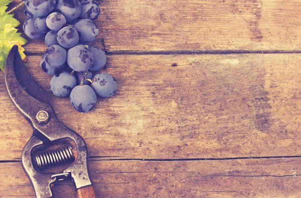 Colheita de uvas, efeito vintage-retro — Fotografia de Stock