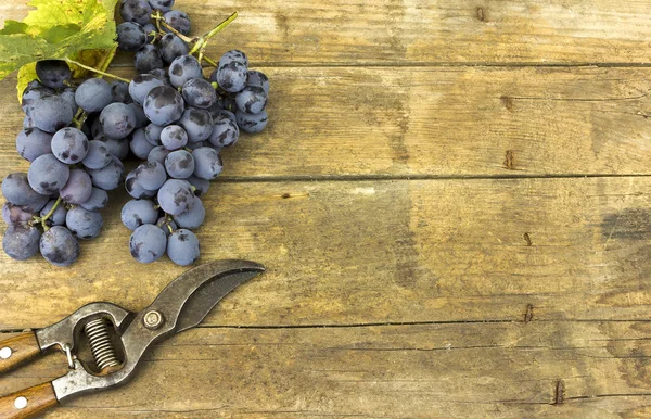 Vineyard harvest — Stock Photo, Image