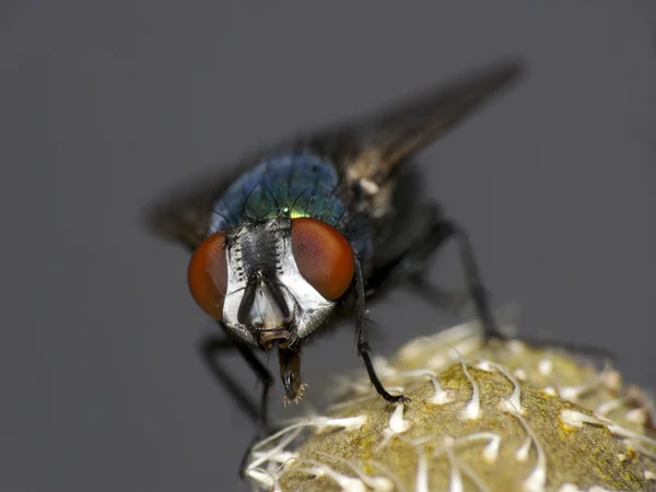 Gros plan d'une mouche sur une fleur — Photo