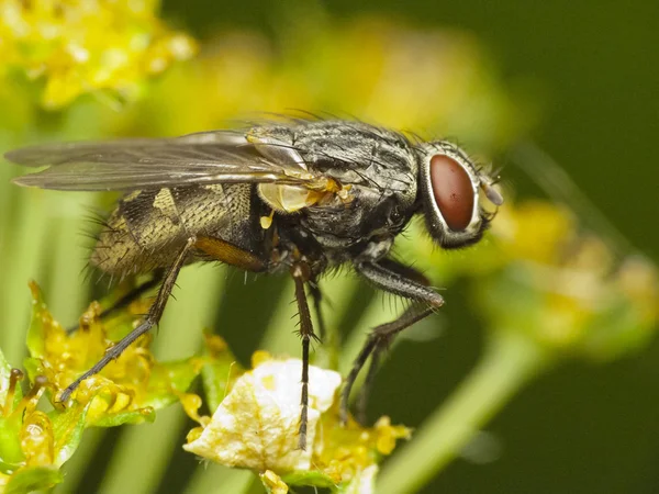 House fly (Musca domestica) — Stockfoto