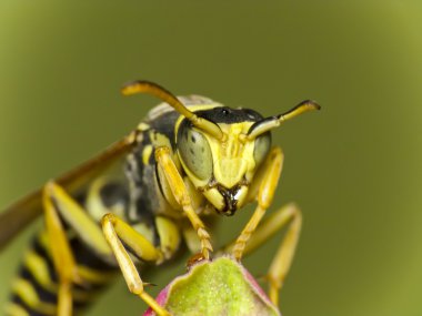 Wasp baş - göz kamera