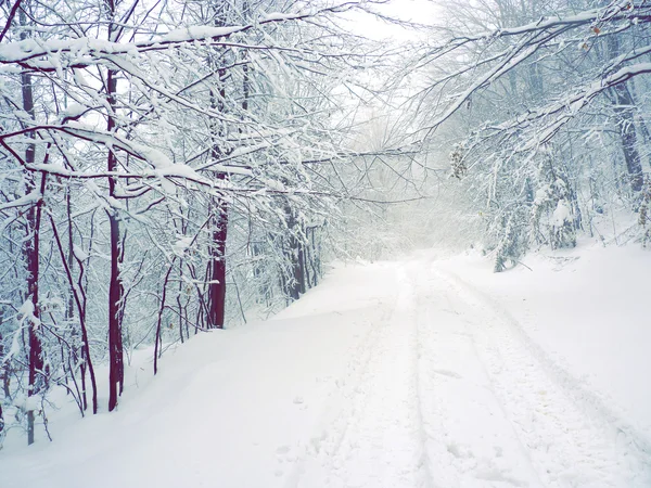 Sněžilo venkovské silnici — Stock fotografie