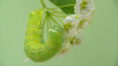 Yeşil tırtıl bir çiçek üzerinde beslemeleri
