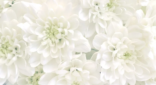 Fond fleurs blanches — Photo