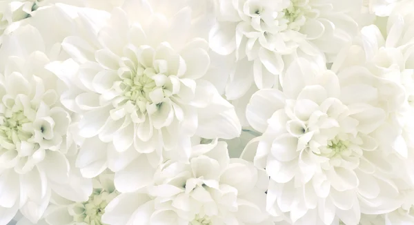 White flowers background — Stock Photo, Image