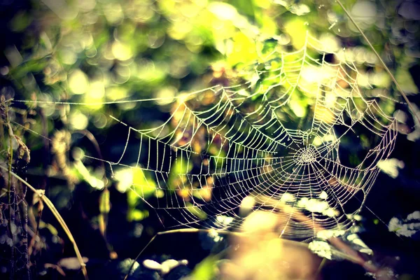 Sabahın köründe örümcek ağı — Stok fotoğraf