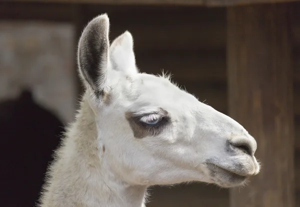 Lama glama ritratto — Foto Stock