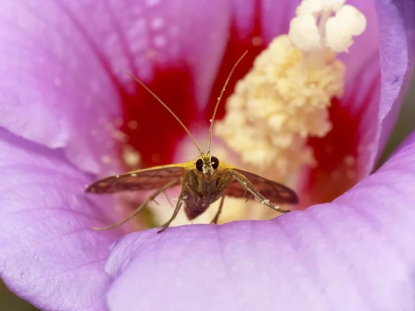 Mariposa alimentándose de la flor — Foto de Stock