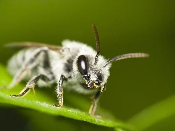Pszczoła wyszukiwania (Anglia sp.) — Zdjęcie stockowe