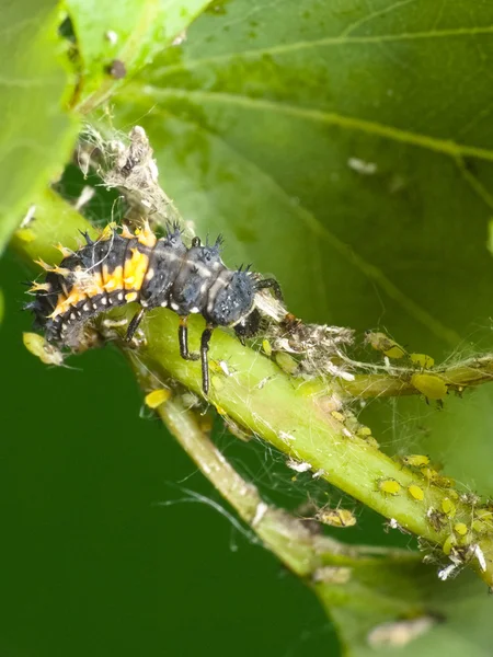 Szkodników naturalnych. Larwa biedronki i mszyce — Zdjęcie stockowe