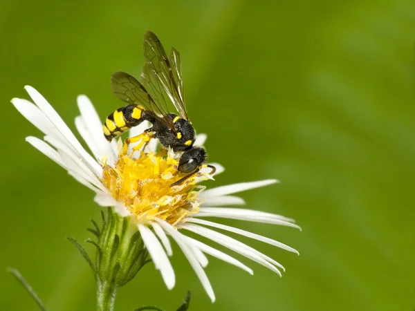 Small colorful wasp — Stock Photo, Image