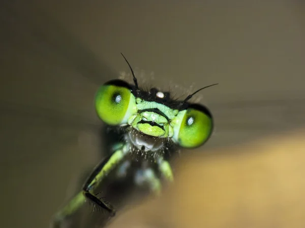 Damselfly libélula macro — Fotografia de Stock