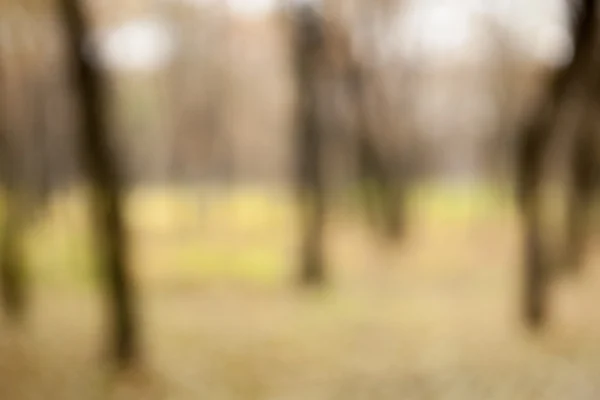 Herfst wazig bokeh achtergrond — Stockfoto