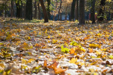 güneşli bir gün sonbahar park