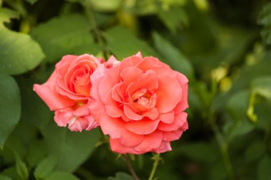 Güller kırmızı yaprakları ile.