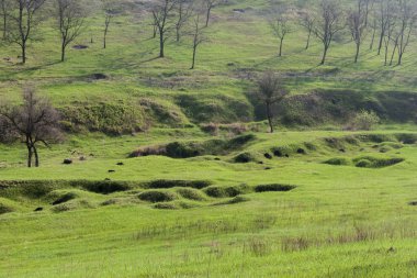 Yeşil çimenli ve ağaçlı manzara
