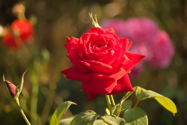 Rosas con pétalos rojos . — Foto de Stock