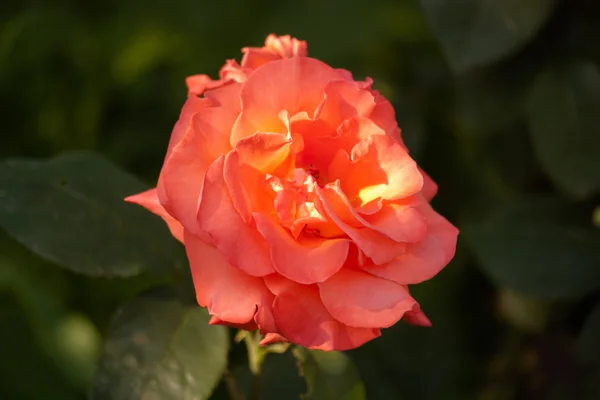 Roses with red petals. — Stock Photo, Image