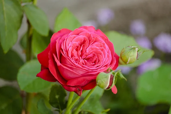 Rosas con pétalos rojos . —  Fotos de Stock