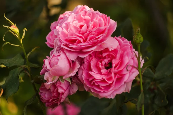 Rosas con pétalos rosados . — Foto de Stock