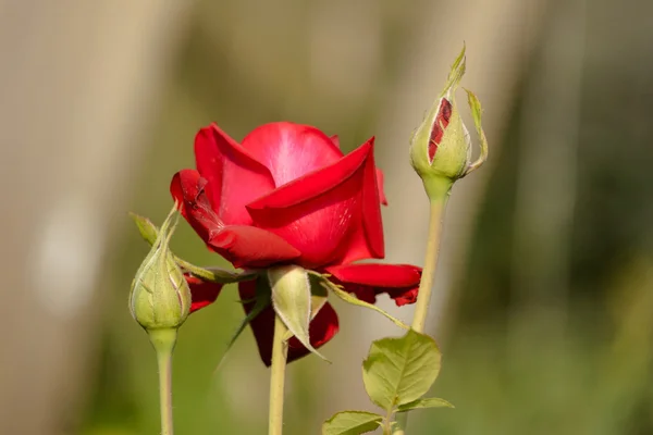 Rosas con pétalos rojos . — Foto de Stock