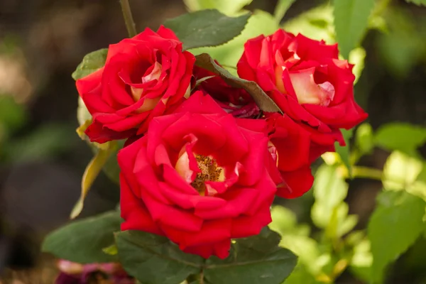 Rosas con pétalos rojos . — Foto de Stock