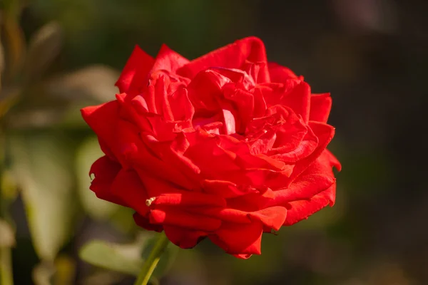 Rosas con pétalos rojos . — Foto de Stock