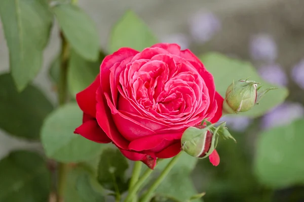 Rosas con pétalos rojos . — Foto de Stock