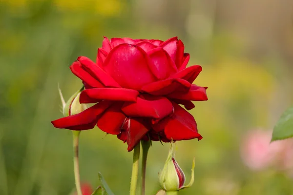 Rosas con pétalos rojos . — Foto de Stock