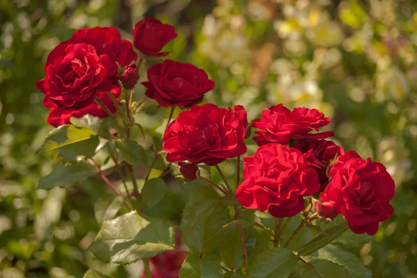 Rosas con pétalos rojos . — Foto de Stock