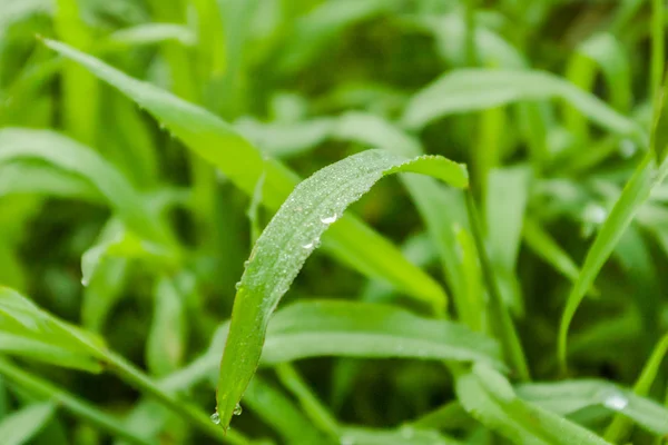 Daggdroppar på lämnar av gräs — Stockfoto