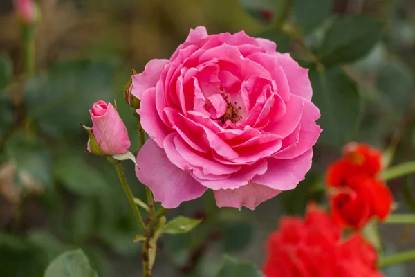 Rosas con pétalos rosados . —  Fotos de Stock