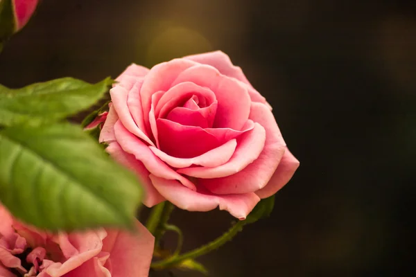 Rosas con pétalos rosados . — Foto de Stock